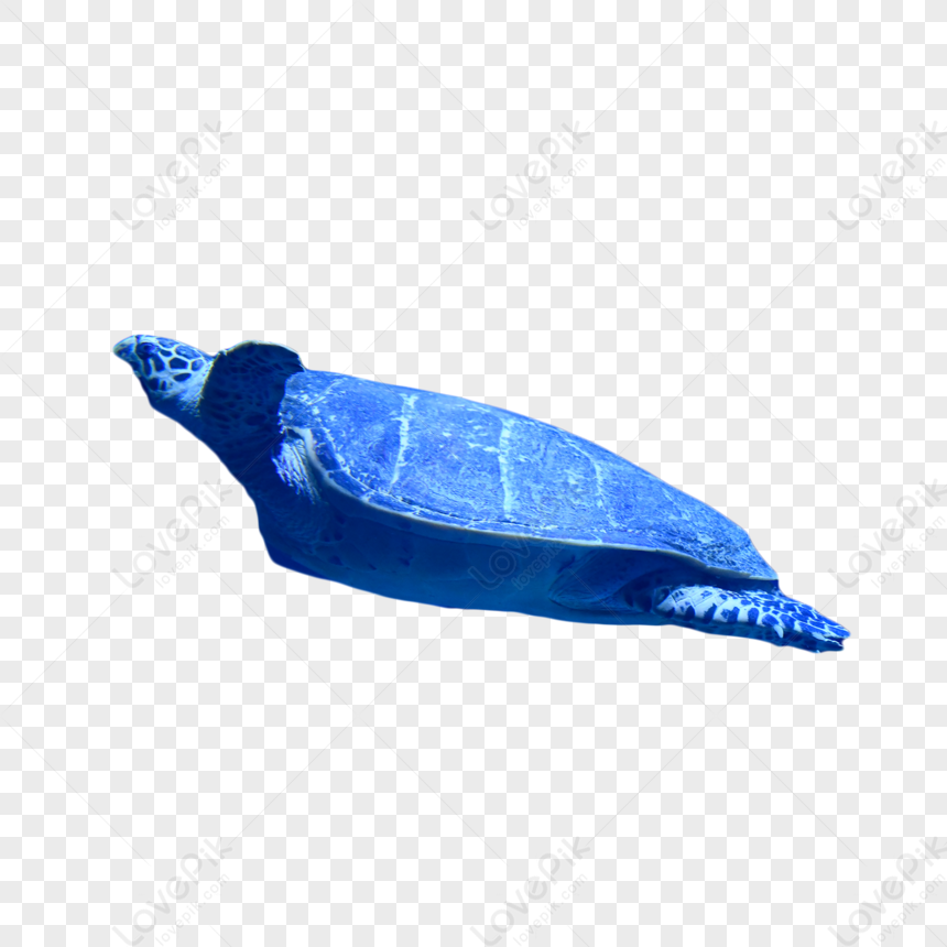 Sea Natural Beauty Sea Turtle,font,swim,birds PNG Free Download And ...