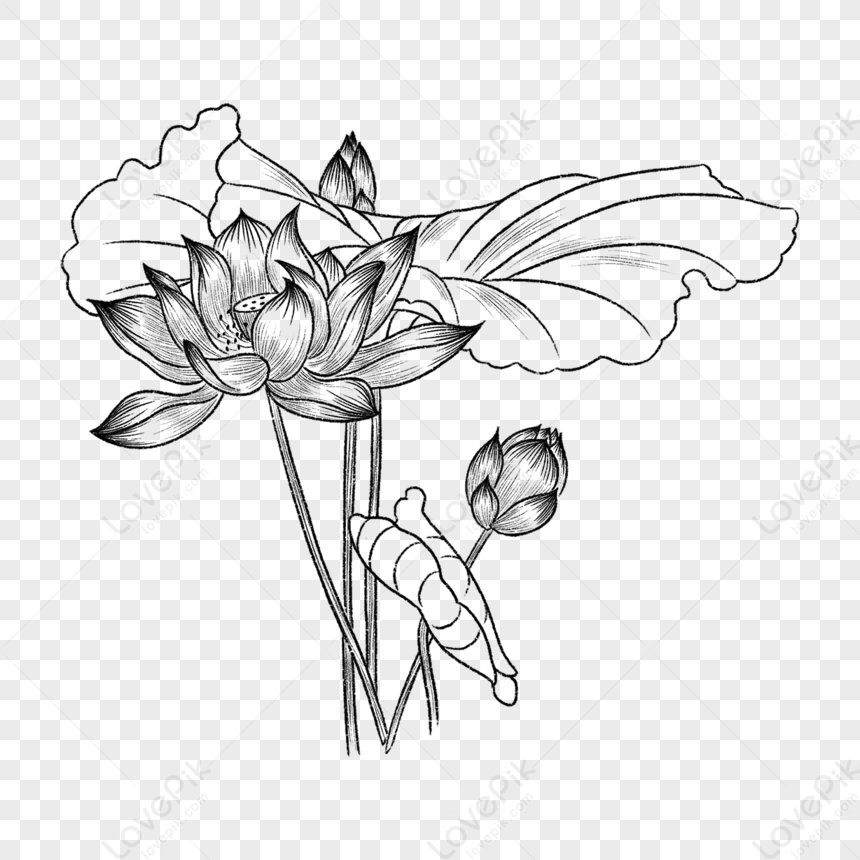 Lotus Flower Drawing Silhouette Vector And Graphics @ Silhouette.pics