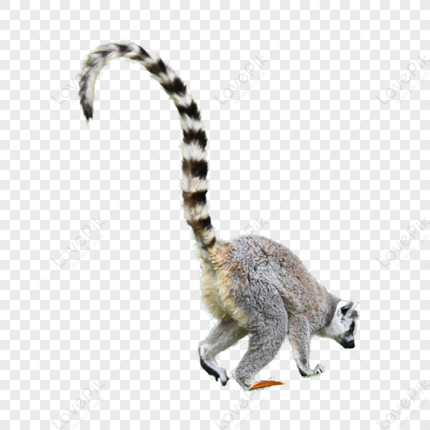 File:Lemur catta - Brehms.png - Wikimedia Commons