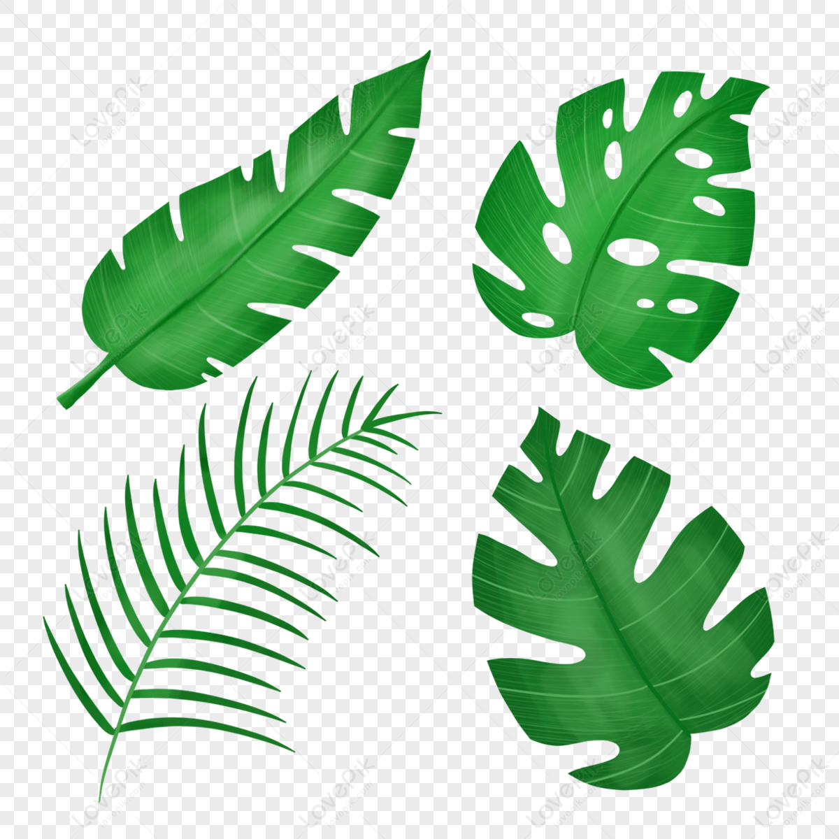 Turtle Back Leaf Background PNG Images With Transparent Background ...