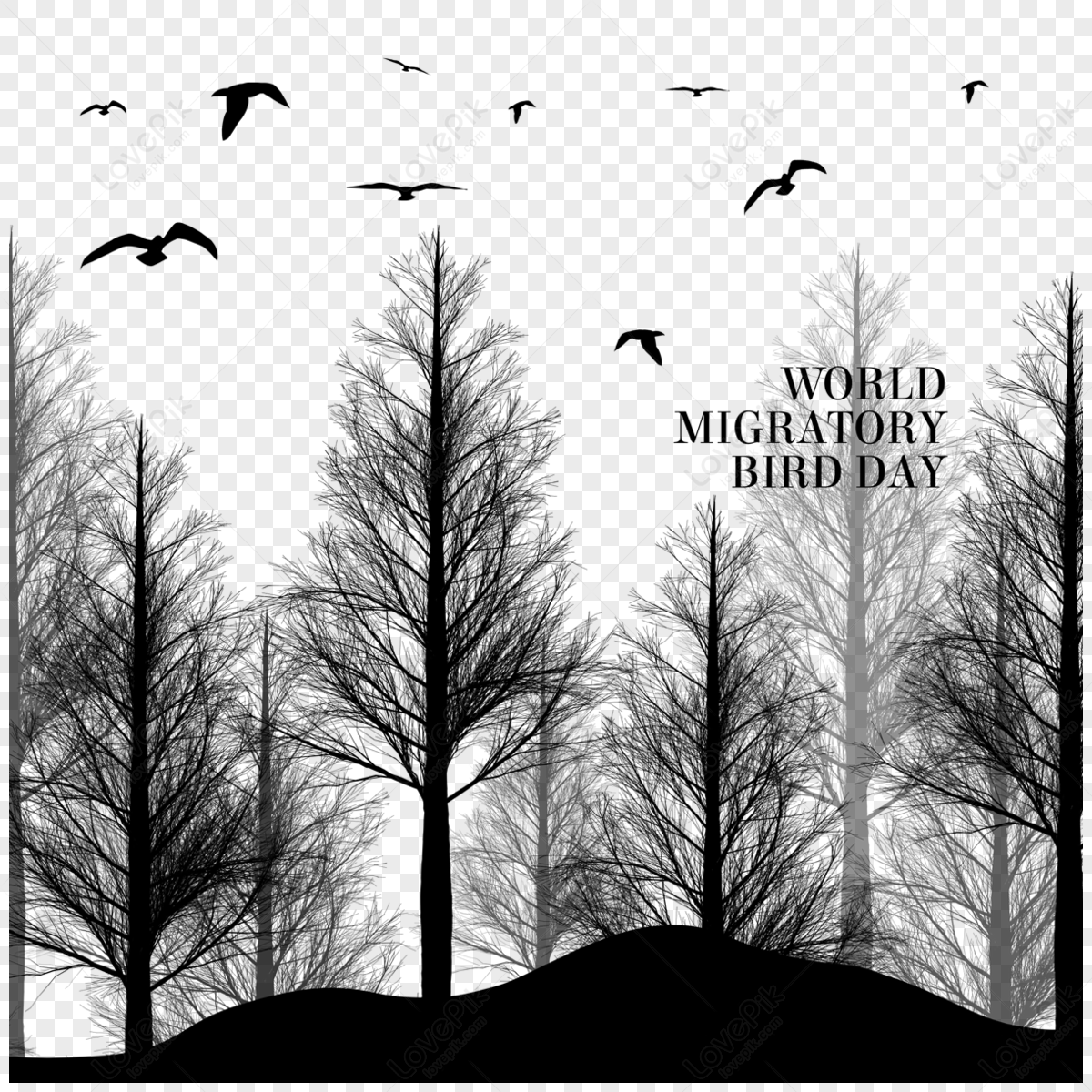 World Migratory Bird Day Forest Flying Bird Silhouette,year,dai PNG