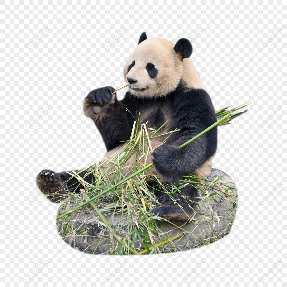 Cabeça De Urso Panda Caricatura PNG , ícones Dos Desenhos Animados, ícones  De Cabeça, ícones De Urso Imagem PNG e PSD Para Download Gratuito