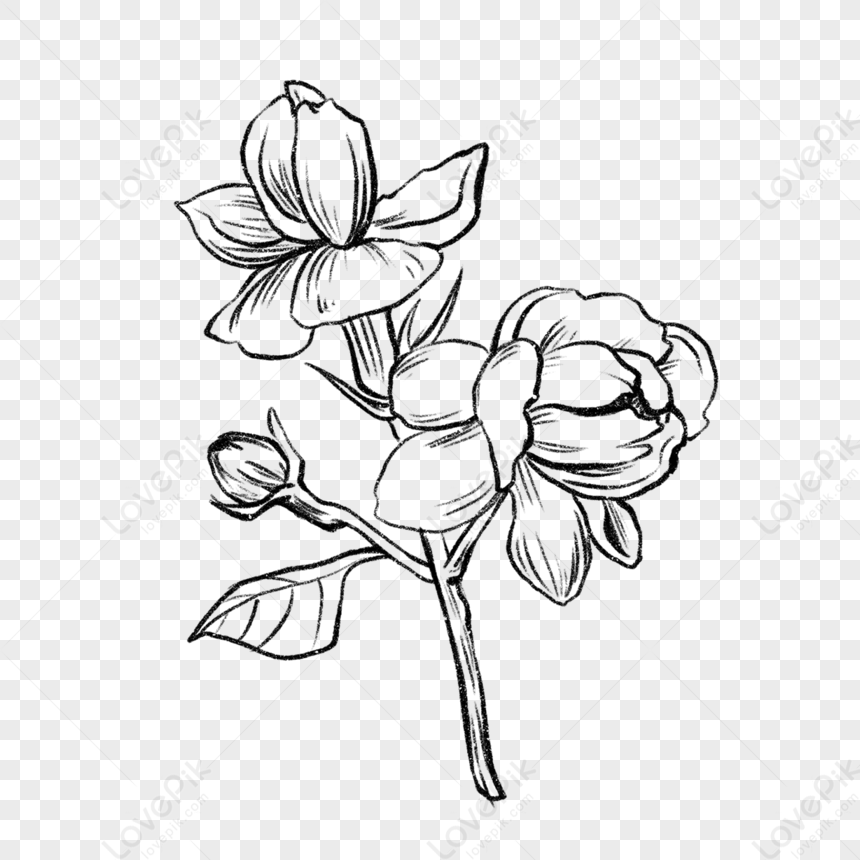 White magnolia flower and leaf drawing with line Vector Image