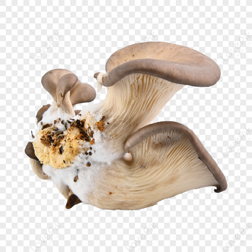 champignon infecté vicieux délicieux