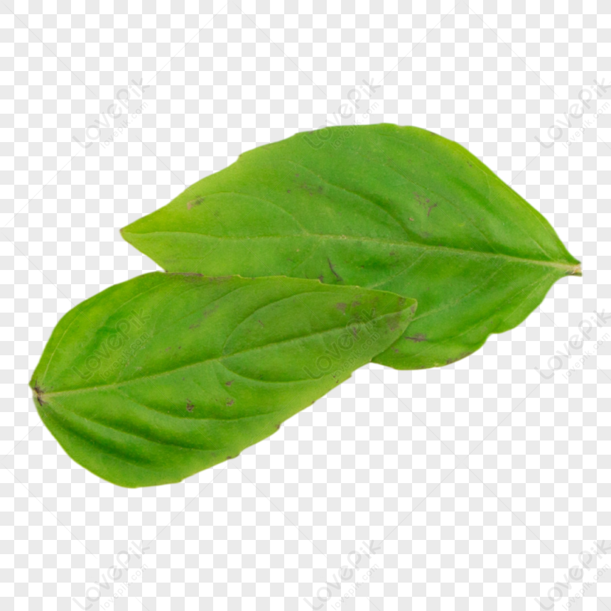 Basil Leaf Texture Leaves Woods plant watch herb PNG Free Download