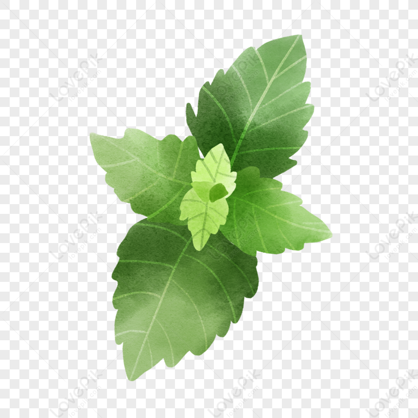 foglie di menta png