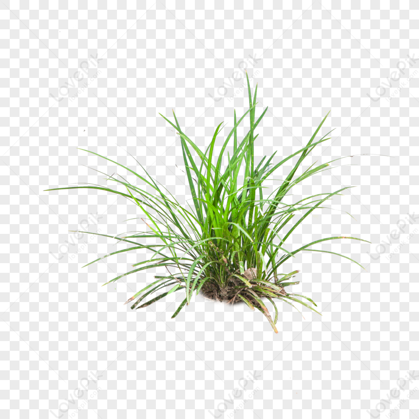 Plante qui pousse Stock Photo