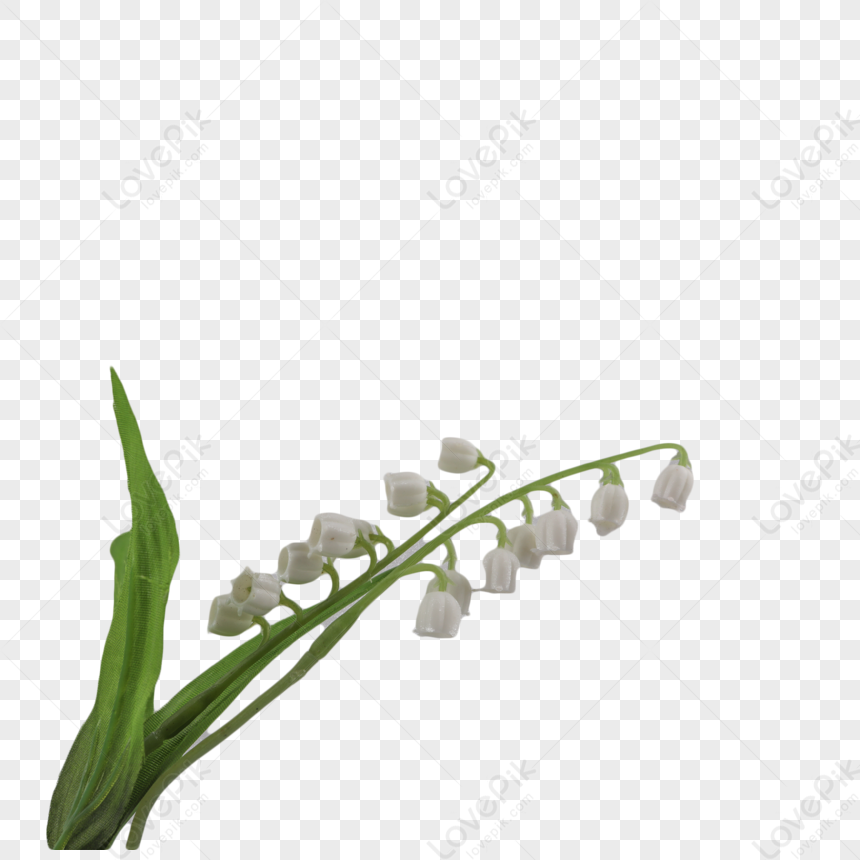Цветы белые розы с зелеными листьями. Природный шаблон дизайна открытки.