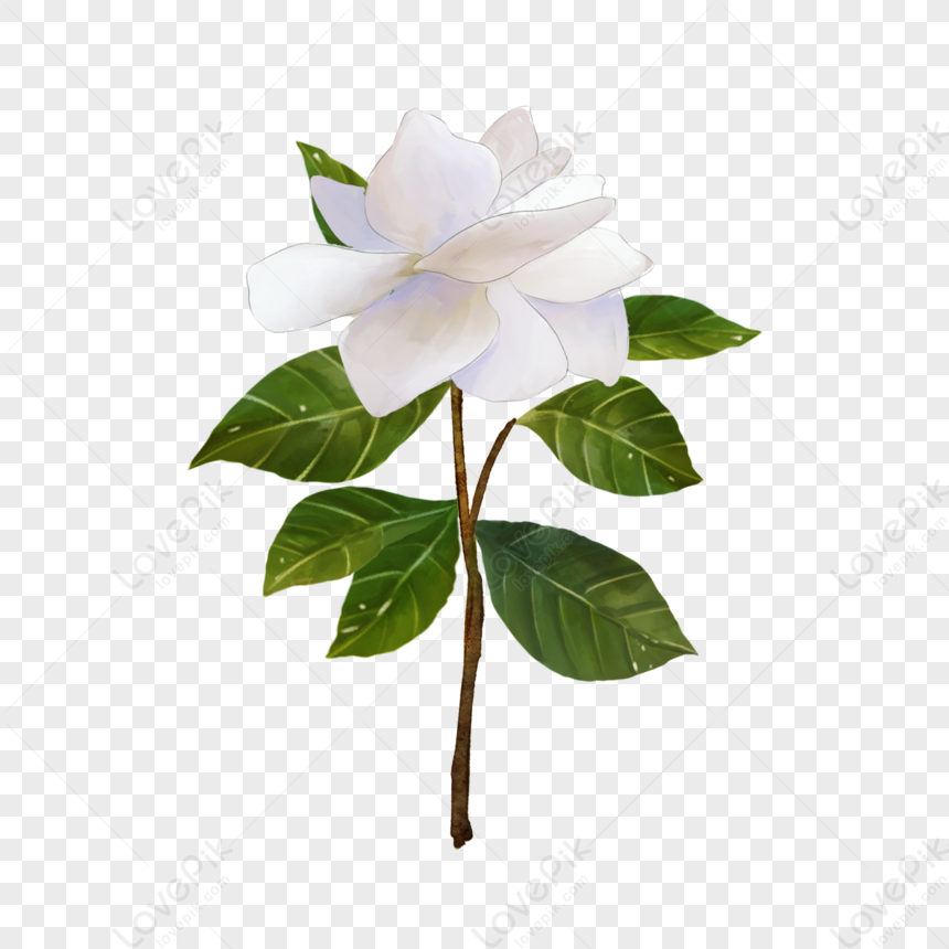 217 Jasmine Flower Drawing Stock Photos - Free & Royalty-Free Stock Photos  from Dreamstime