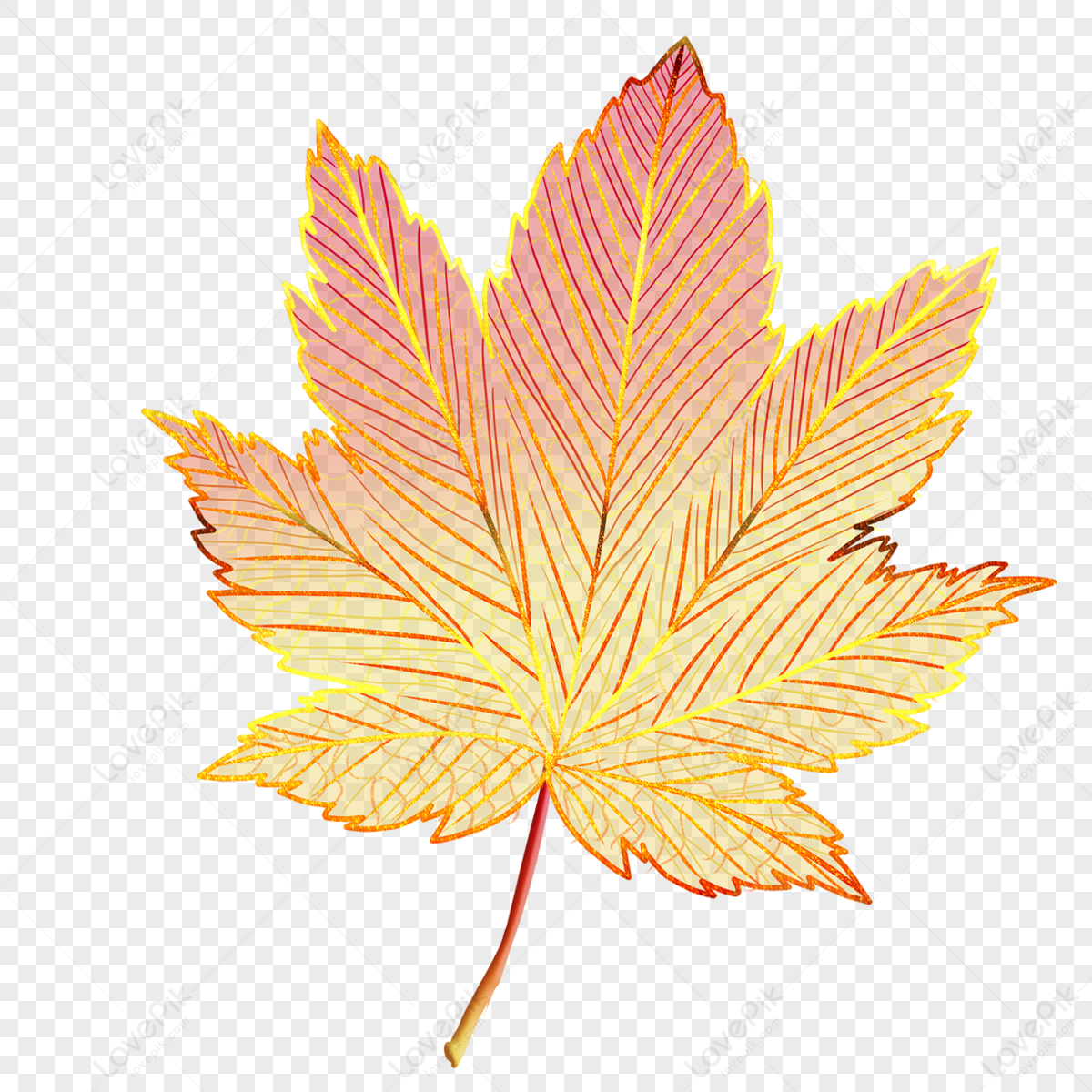 Maple Leaf, Leaf Veins, Colorful Leaves,vein,falling Maple Leaf Veins ...