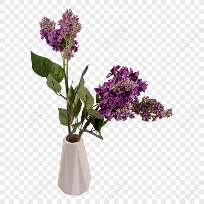 Hoa Lilac Tím Ngọt Ngào Trên Nền Màu Xanh Lá Cây Hoa Tử Đinh Hương Ngọt  Ngào Hoa Đinh Lăng Cành Cây Xanh Với Hoa Tử Đinh Hương Mùa Xuân Hình ảnh