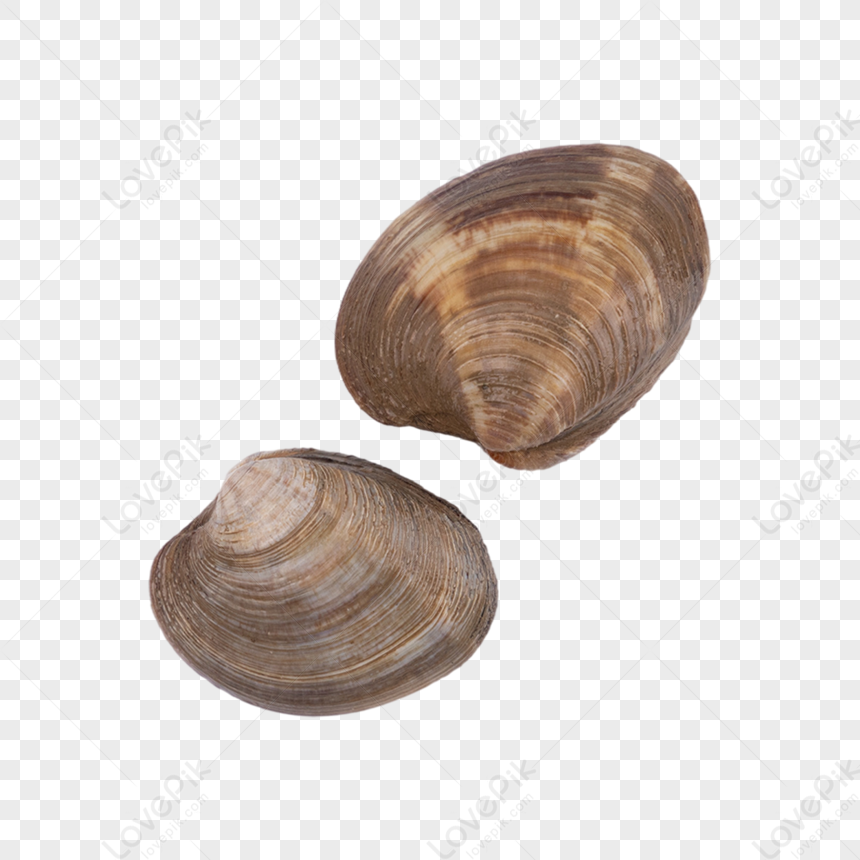 Is a best sale clam an invertebrate