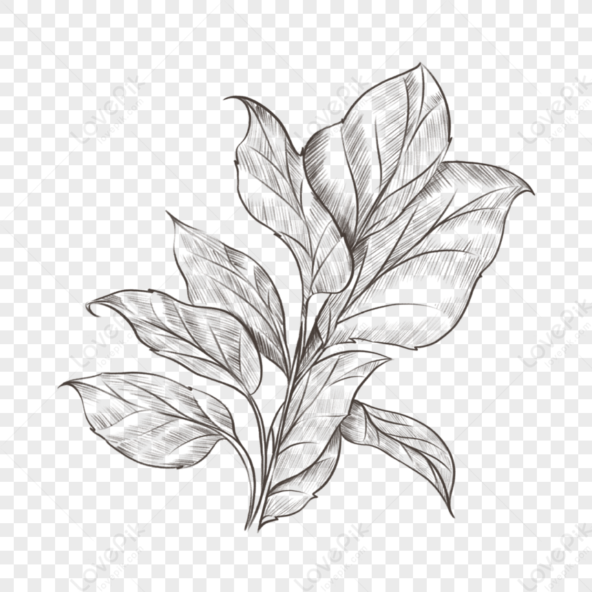 Leaf Drawing || Different Types Of Leaves Drawing || Leaf Drawing And  Colour Step By Step. - YouTube