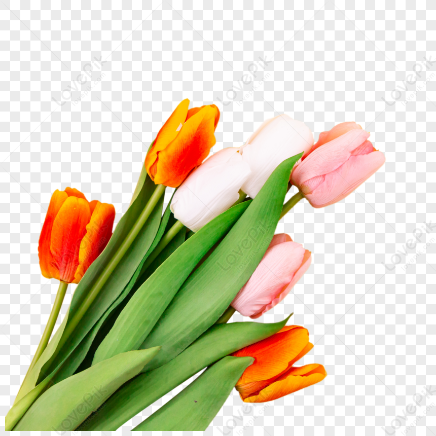 Bouquet Di Fiori Regalo Di Fiori Di Tulipano,regalo Di Fiori,colore,carta  PNG Immagine Gratis, Grafica download su Lovepik