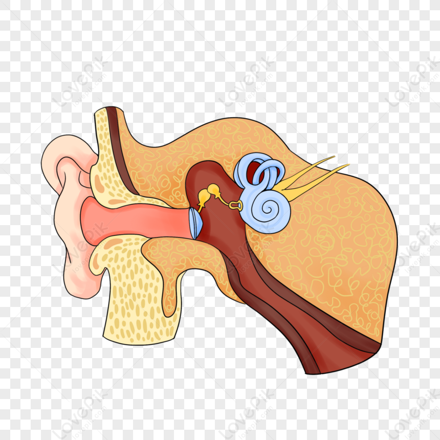 Human Ear Illustration Sticker