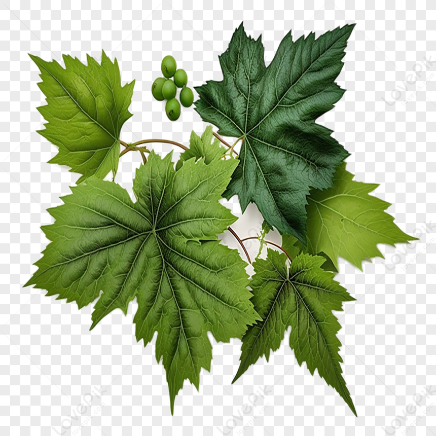 Зеленые листья винограда - рисунок в векторном формате