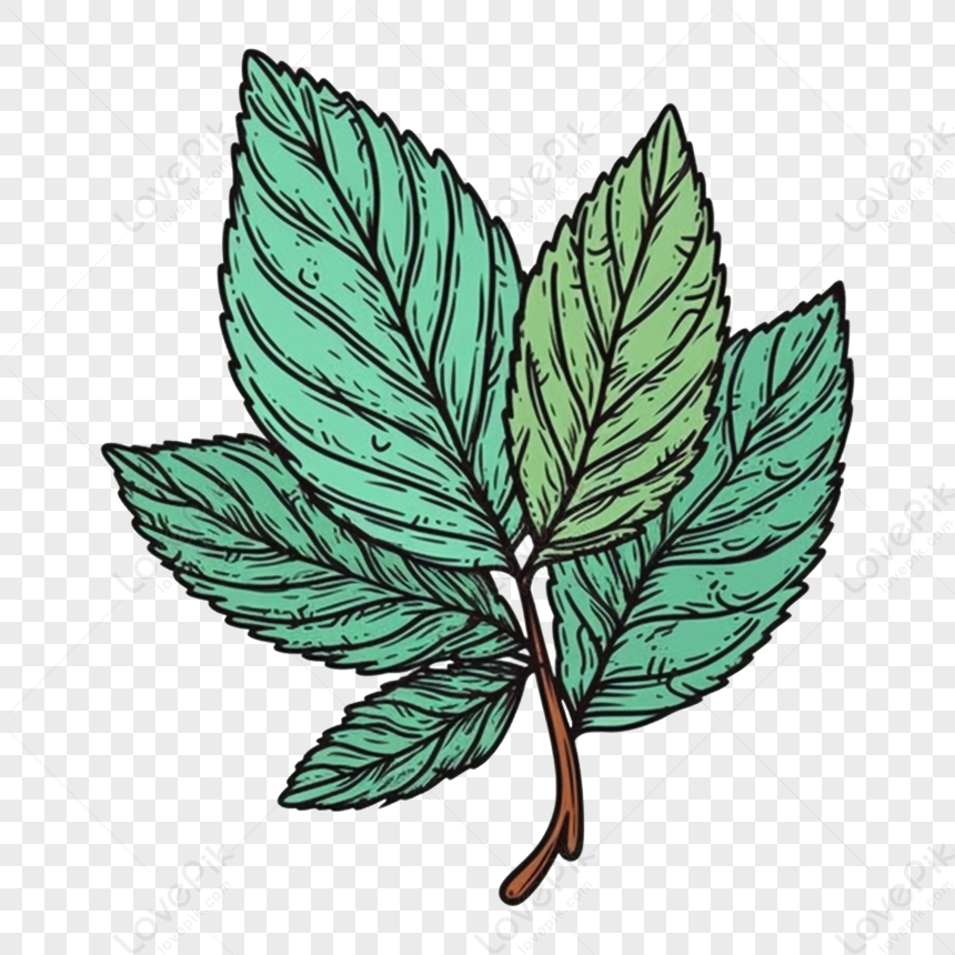 foglie di menta png