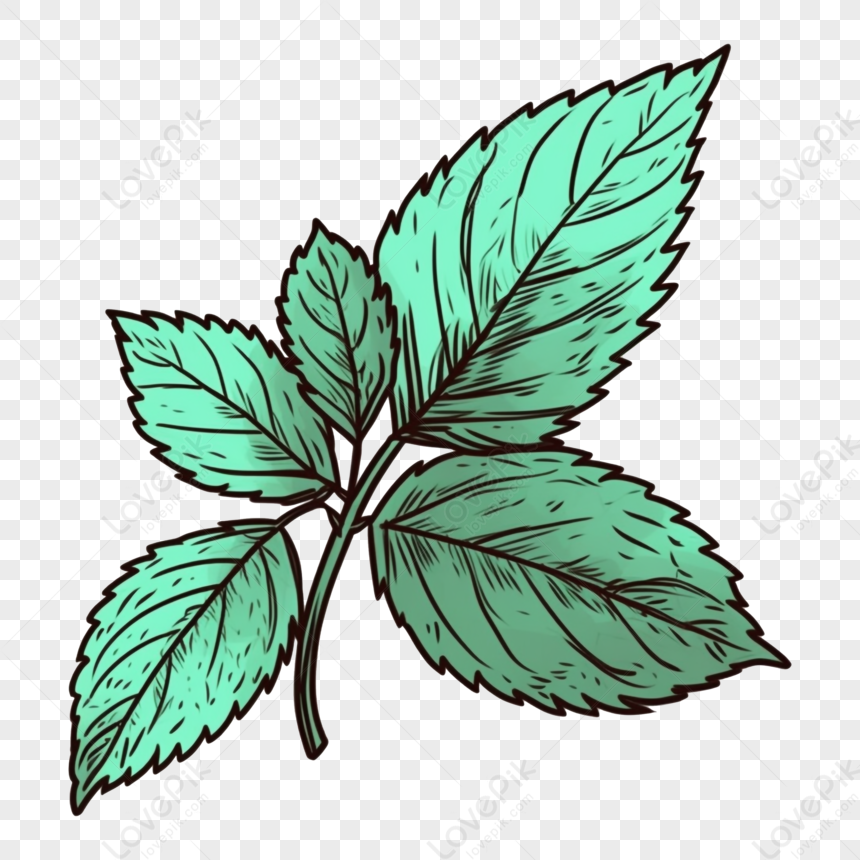 foglie di menta png