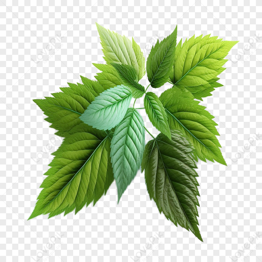 foglie di menta png