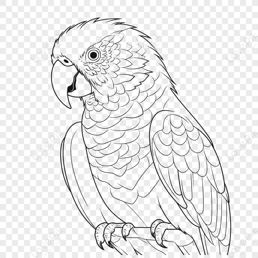 Hand Drawn Parrot Outline Illustration Coloring Page · Creative Fabrica
