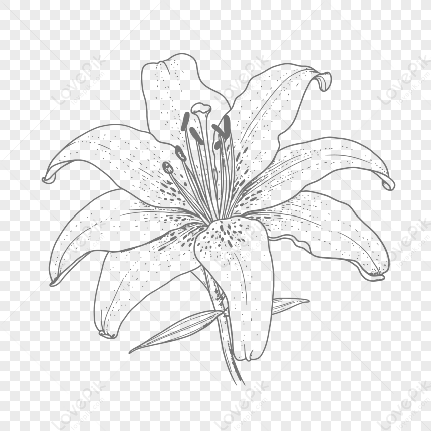 Day Lily Vector Art, Icons, and Graphics for Free Download