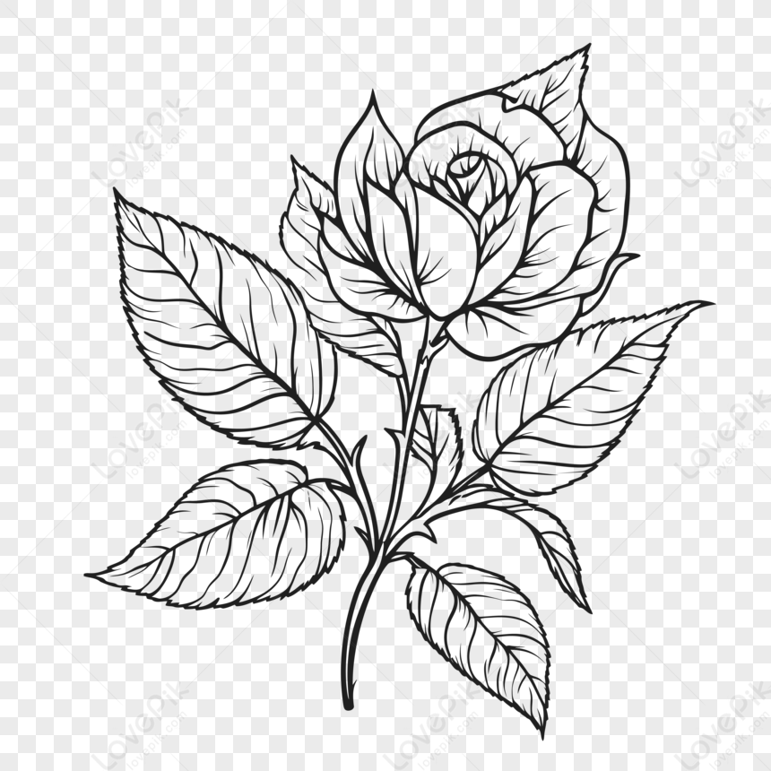 How to Draw a Rose for Beginners Step by Step - Art by Ro