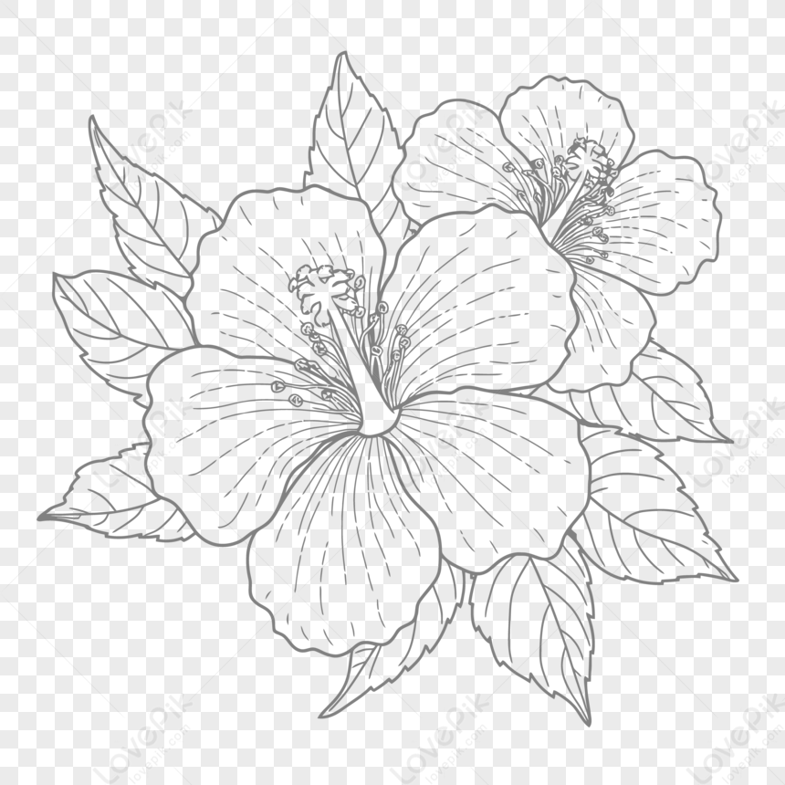 Hibiscus flower drawing hand draw flower vase illustration, vector sketch,  decorative pencil art, bouquet of floral coloring page, and book isolated  on white background clipart. 17797118 Vector Art at Vecteezy
