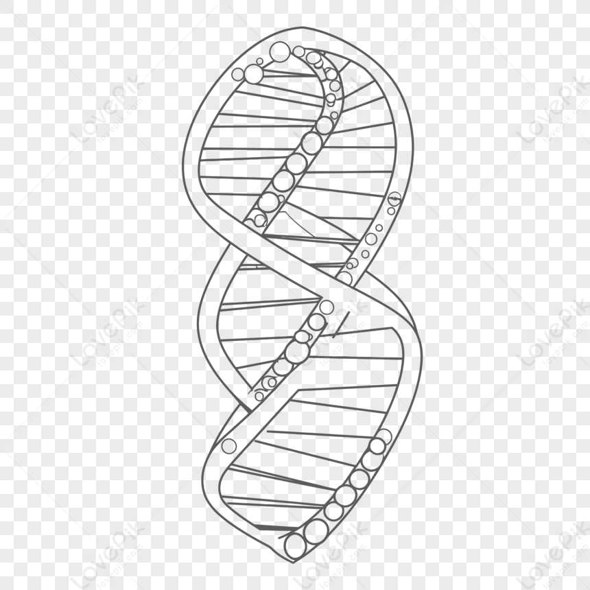 Dna Structure Drawing PNG Transparent Images Free Download | Vector Files |  Pngtree