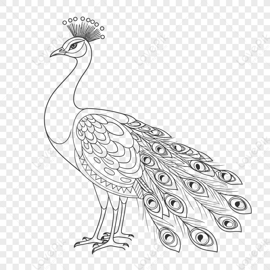 How to Draw a Peacock - Art by Ro