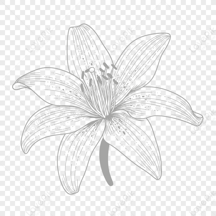 Easy Simple Lily Flower Drawing Lily Flower Drawing With Color Lily Flower  Drawing With Color Tiger Lily Realistic Lily Drawing Orange Tiger Lily  Drawing Stock Illustration - Download Image Now - iStock
