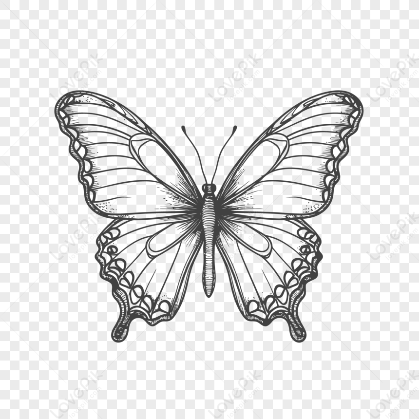 Simple Butterfly One Line Drawing Isolated on White Background Stock Vector  - Illustration of drawing, decorative: 194919846