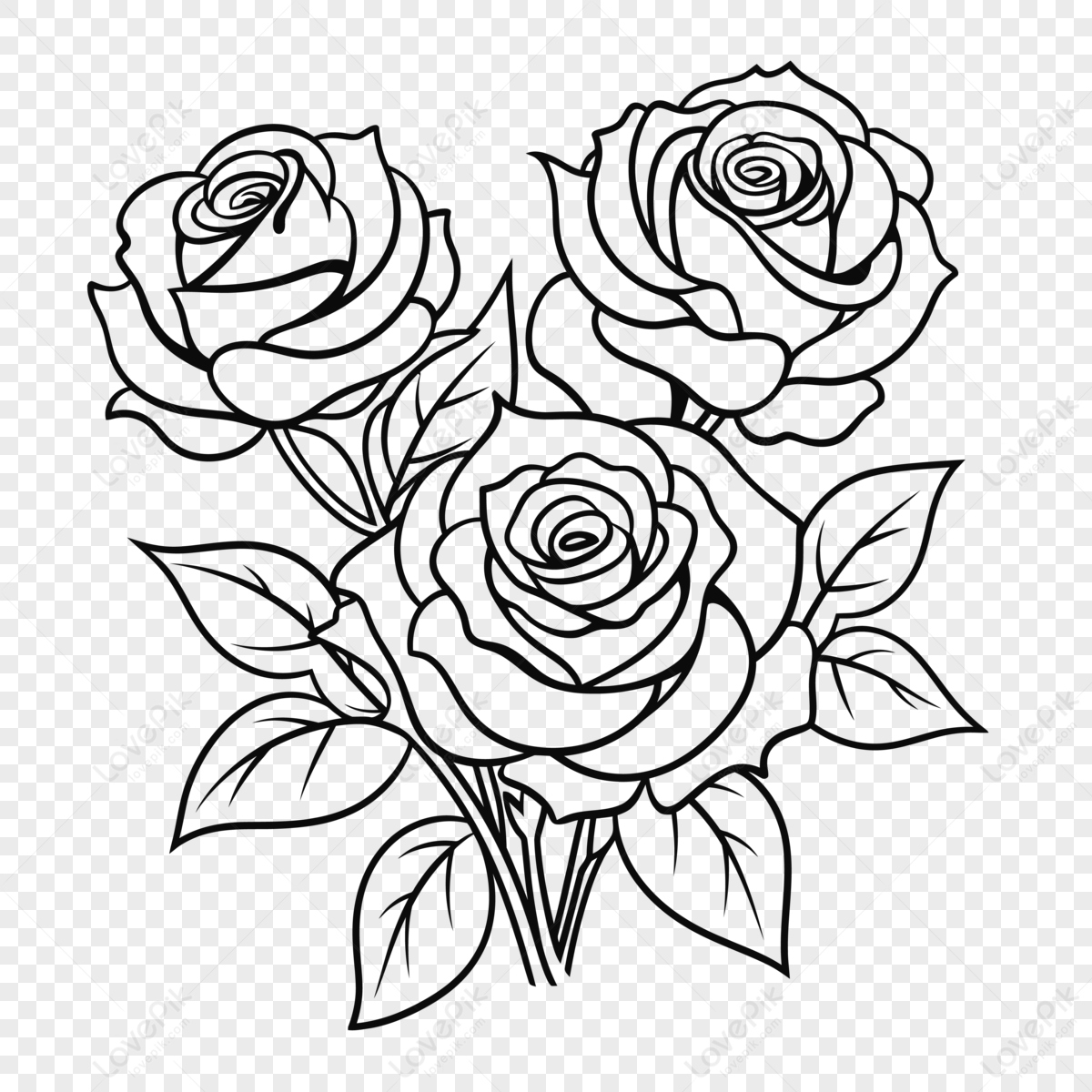 Rose Coloring Pages On White Background Outline Sketch Drawing Vector ...