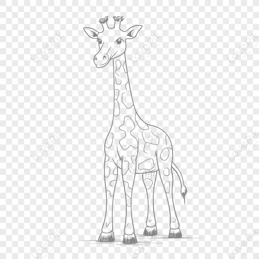 Giraffe Design Drawing Free On White Background Outline Sketch Vector ...