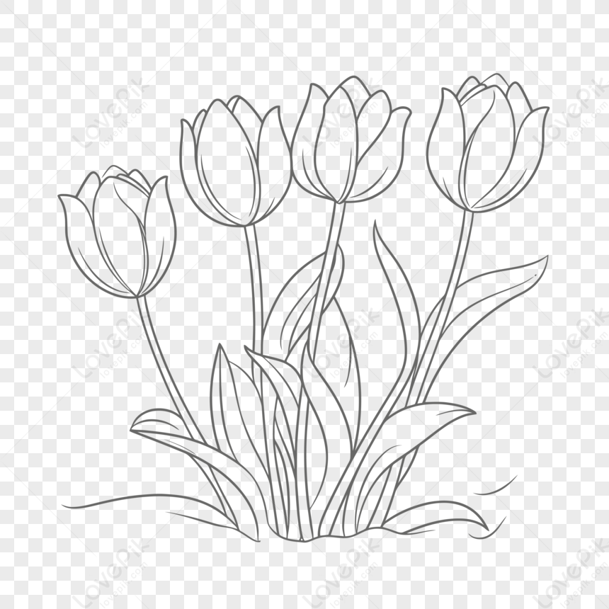 Disegni Da Colorare Di Tulipani Primaverili Vettore,arte EPS Immagine  Gratis, Grafica download su Lovepik