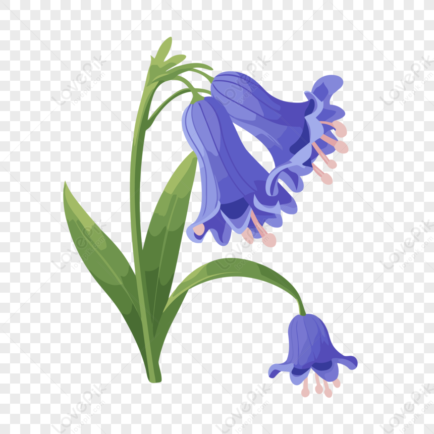 Bluebell Flower PNG Transparent Images Free Download, Vector Files