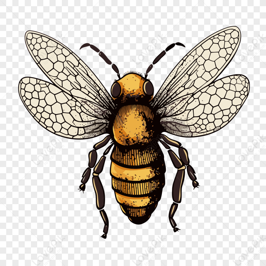 Стоковые фотографии по запросу Крылья пчелы
