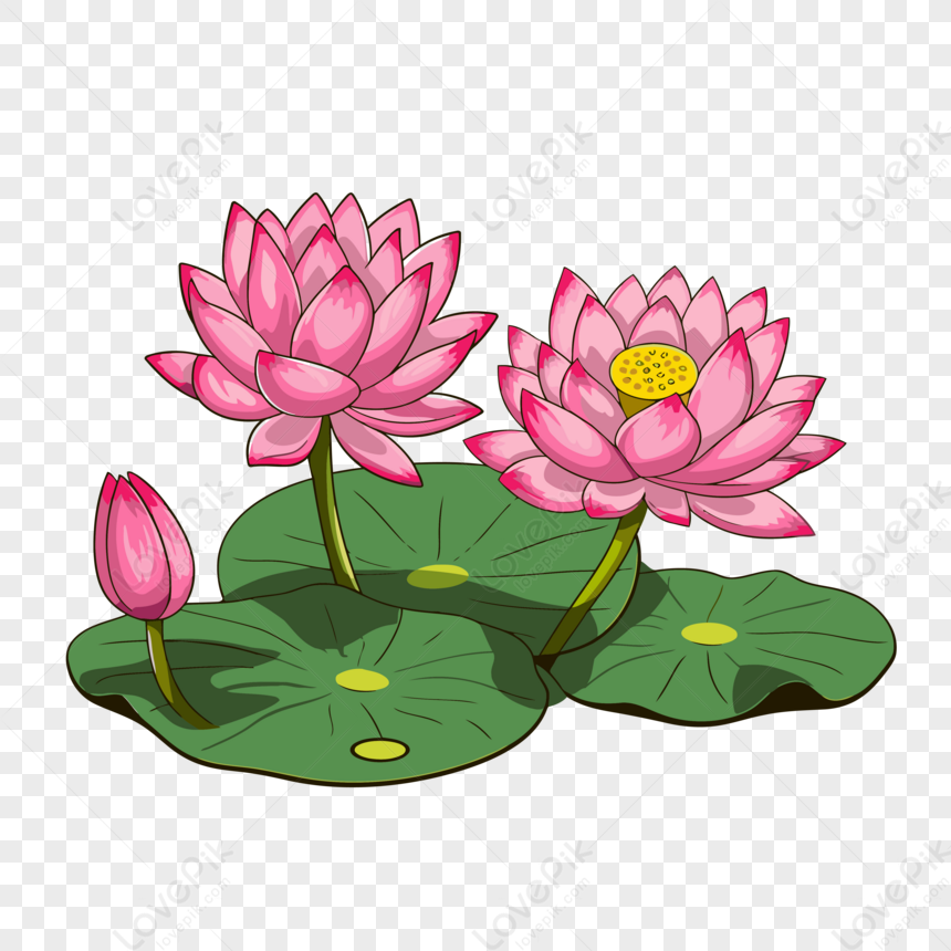 Fiore Di Loto Immagini Clipart Due Fiori Di Giglio Di Loto Rosa Illustrazione  Vettoriale Lr Eps C8151597 Cartone Animato,cartone Animato EPS Immagine  Gratis, Grafica download su Lovepik