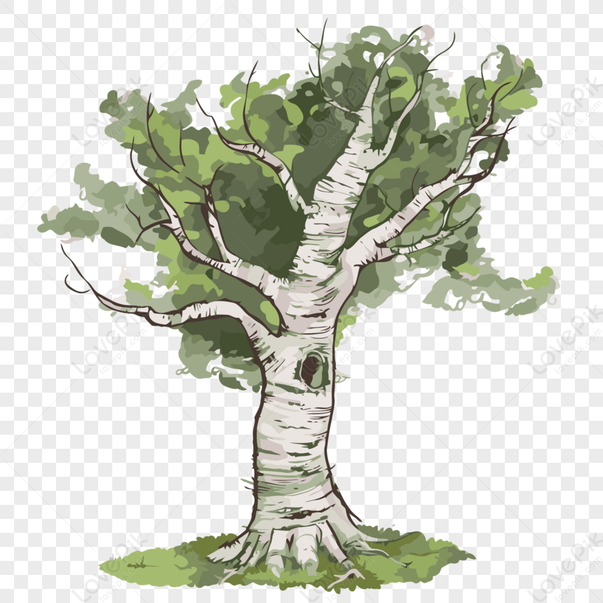 Раскраска дерево береза без листьев 😻 распечатать бесплатно