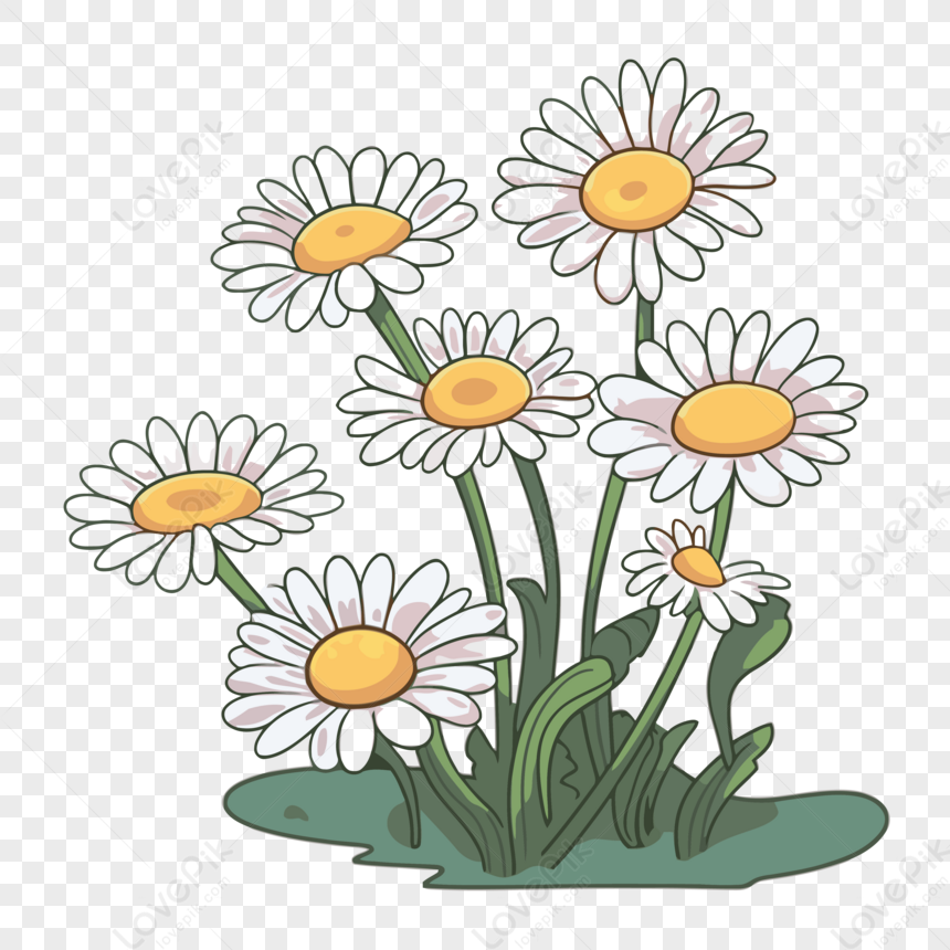 Fiori Camomilla Vettoriali, Illustrazioni e Clipart