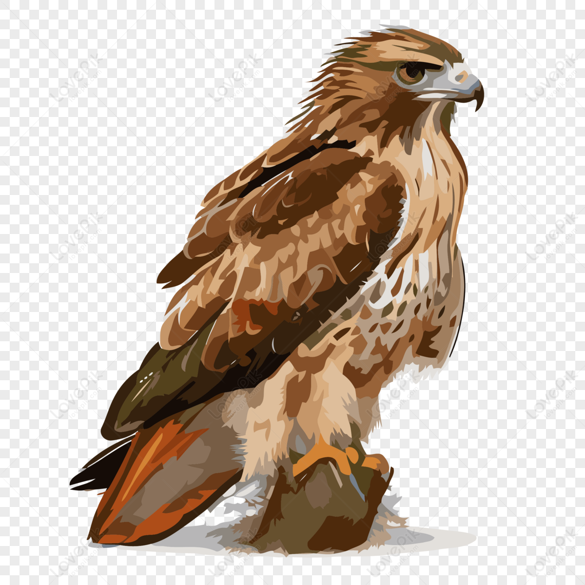 Red Tailed Hawk Vector,tails,cartoon,hawking PNG Transparent Background ...